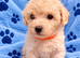 Beautiful Poochon Toy Puppies Looking for Their Forever Homes ️