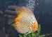 Pair of breeding discus