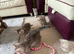 British Blue Shorthair kittens