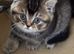 Pure breed BSH/BLH