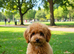 Loving and caring Maltipoo