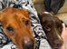 Speingador puppies