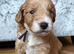 Cockapoo Puppys