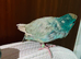 Baby blue get kekkreki for sale