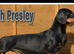 STANDARD PUPPIES CHAMPION FATHER