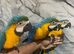 Stunning Baby HandReared Friendly Super Tame Cuddly Blue & Gold Macaw Parrot,25