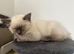 Pure Ragdoll kitten