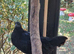 4 ayem cemani crosses.