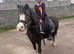 Potential top show/Pony club Pony