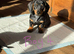 4 male dachshund puppies for sale