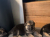 ️ Family Raised ️ Straight Backed German Shepherd Puppies