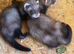2 HOB KITS