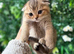 Beautiful Scottish fold Black Golden Chinchilla.