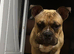 Old tyme bulldog for stud