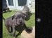 Staff puppies