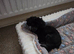 Tiny toy poodle