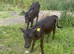 Blue and Angus weaned calves