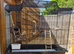 Large bird cage