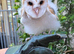 Barn Owl For Sale