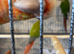 Golden conure