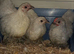 Pekin females