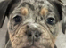 Old English bulldogs