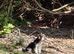 Purebred Pedigee Biewer Terrier Proven Stud