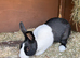 Male Dutch Rabbit For Sale