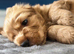 Cocker spaniel puppies