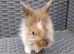 Fluffy lionhead cross mini lop baby!