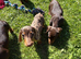 Beautiful miniature Dachshund Puppies.