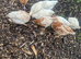 Chicks, 6 week old. Unsexed - off heat