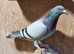 COMPLETE LOFT CLEARANCE - MARATHON & LONG DISTANCE RACING PIGEONS