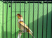 Canaries