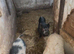 3 MINI PIG BOARS &ndash; READY TO GO