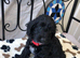 Exquisite cockapoo puppies from Health tested parents