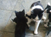 Black and white kittens