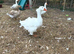 Breeding pair Sebastopol American buff