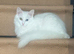 Female ragdoll 6 month old