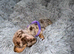 Miniature Dachshund Puppies for Sale