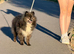 Beautiful Pomeranian Rex
