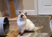 Beautiful GCCF Registered Ragdoll Kittens