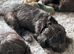 Bedlington pedigree (blue )
