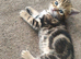 3 kittens available