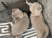 Lovely pure British shorthair kittens