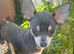 9 month old female chihuahua