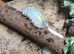 Armadillidium Vulgare Magic Potion 20 for &pound;25