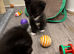 Litter of four beautiful kittens