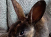 Rex Rabbit  babies for sale
