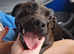 Patterdale girl